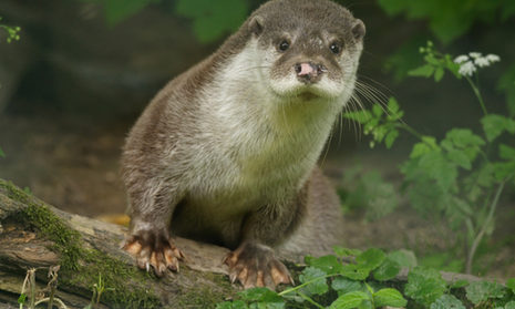 A curious otter