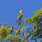 Papagei vor blauem Himmel