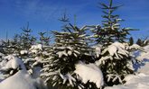 Weihnachtsbaumschonung im Schnee