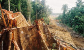 Regenwald-Abholzung