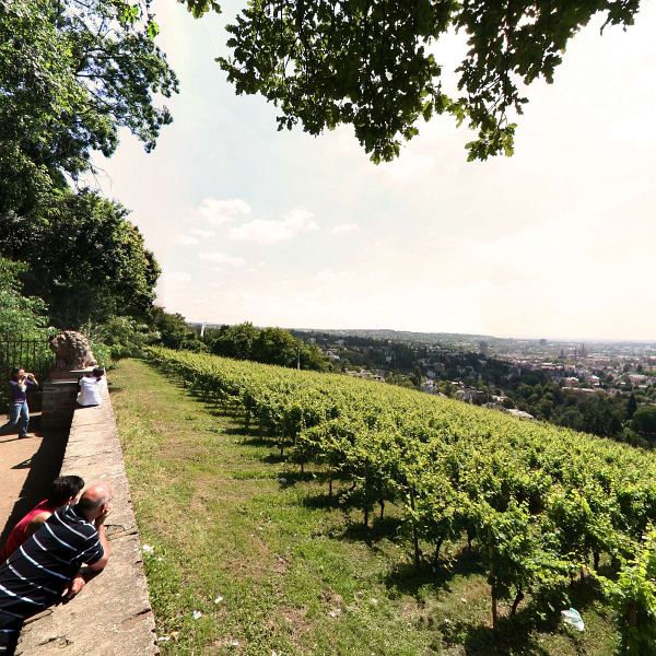 Vineyard and view over Wiesbaden