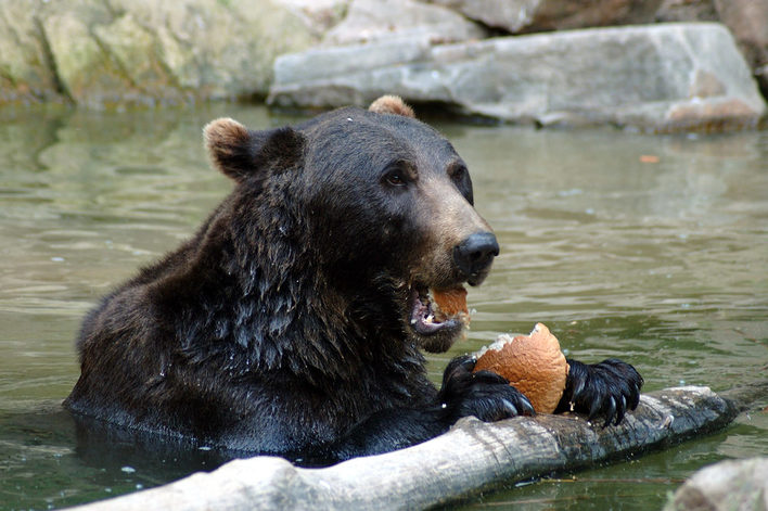 A bear having a snack