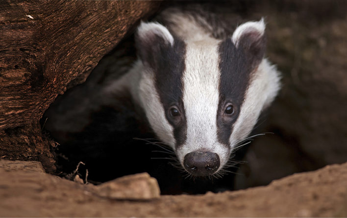A badger inside his burrow