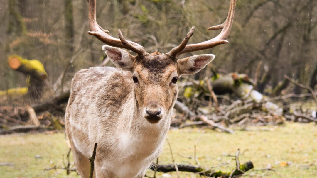 Damhirsch
