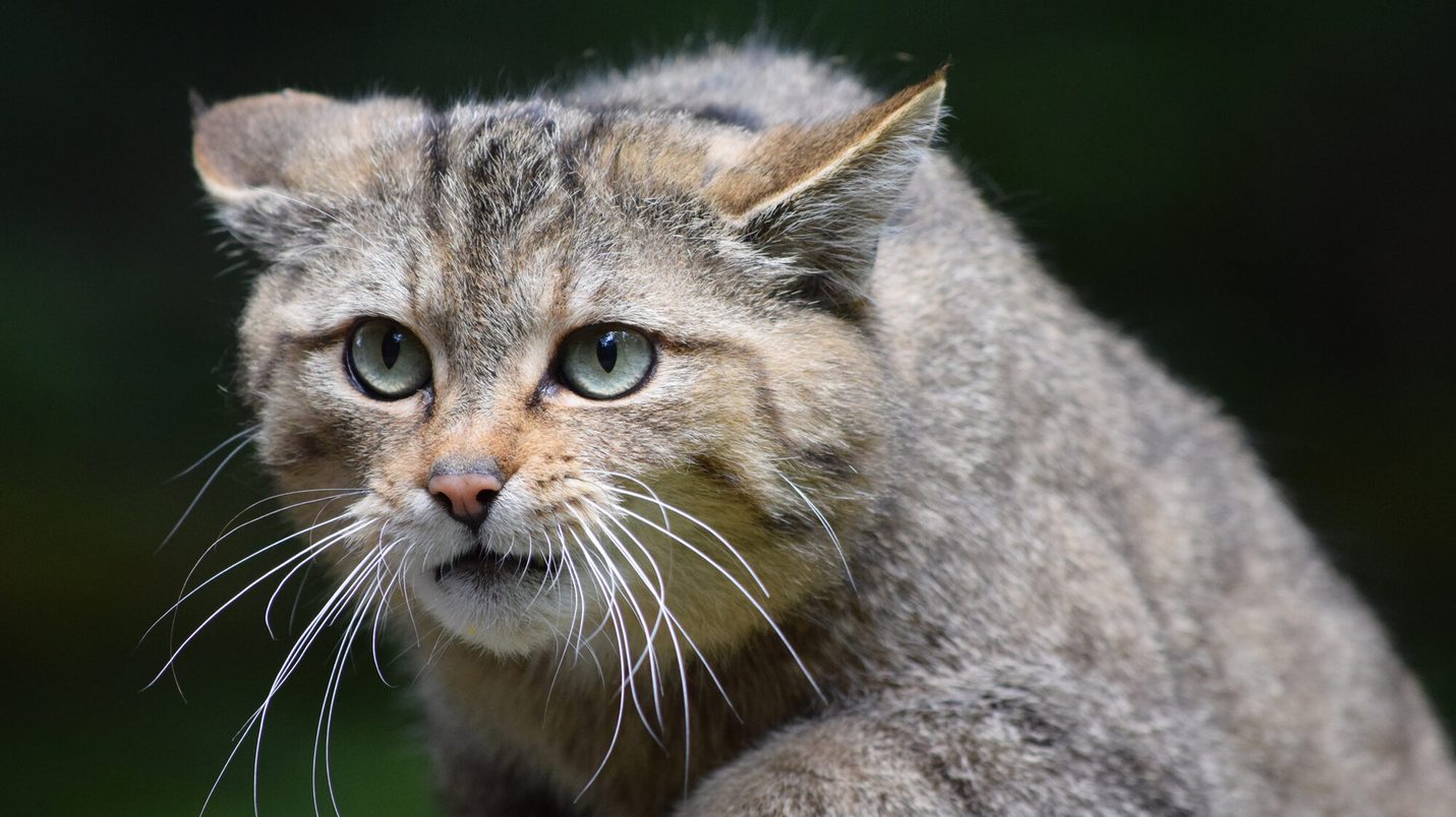 Wildkatze