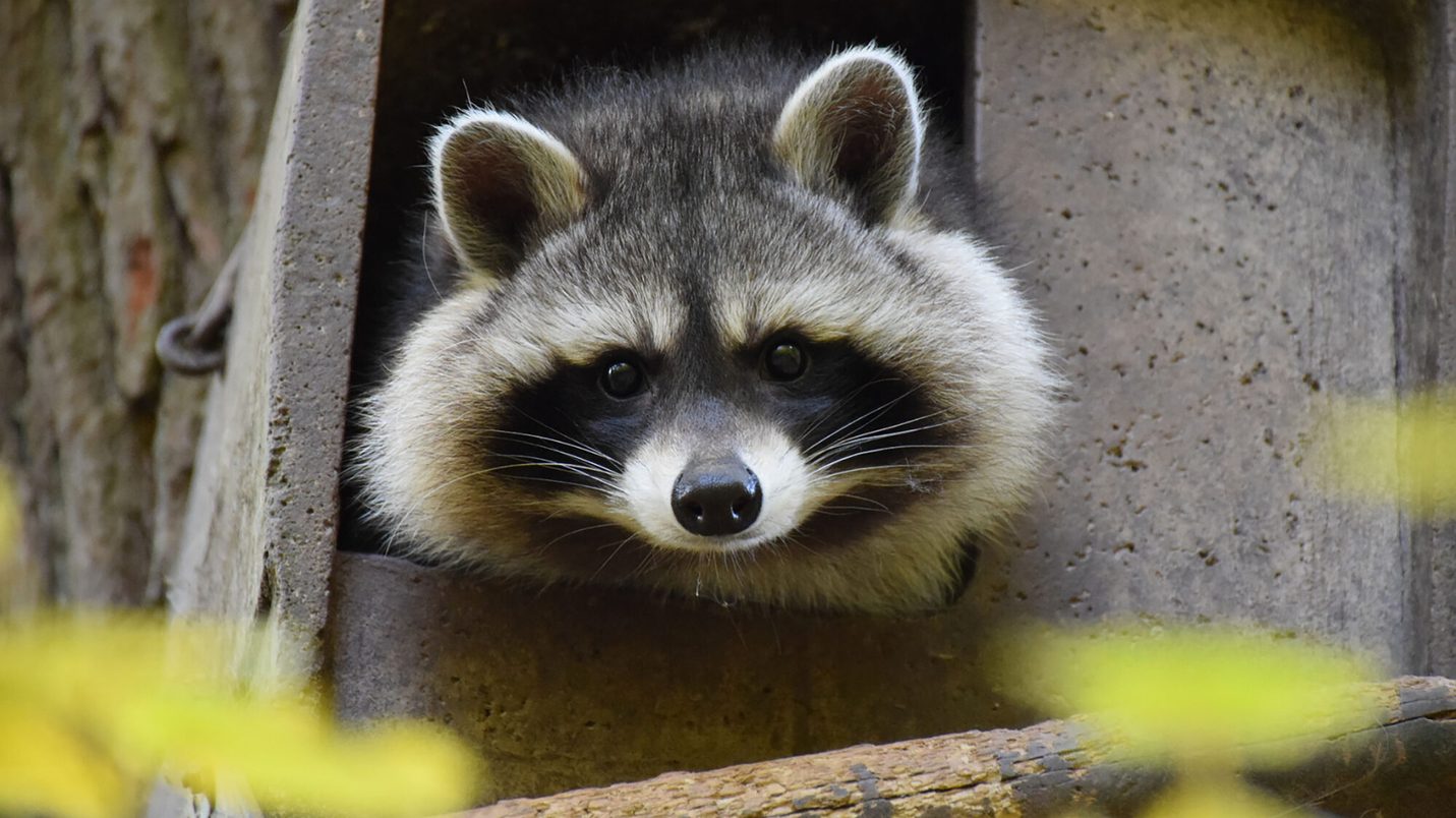 Waschbär