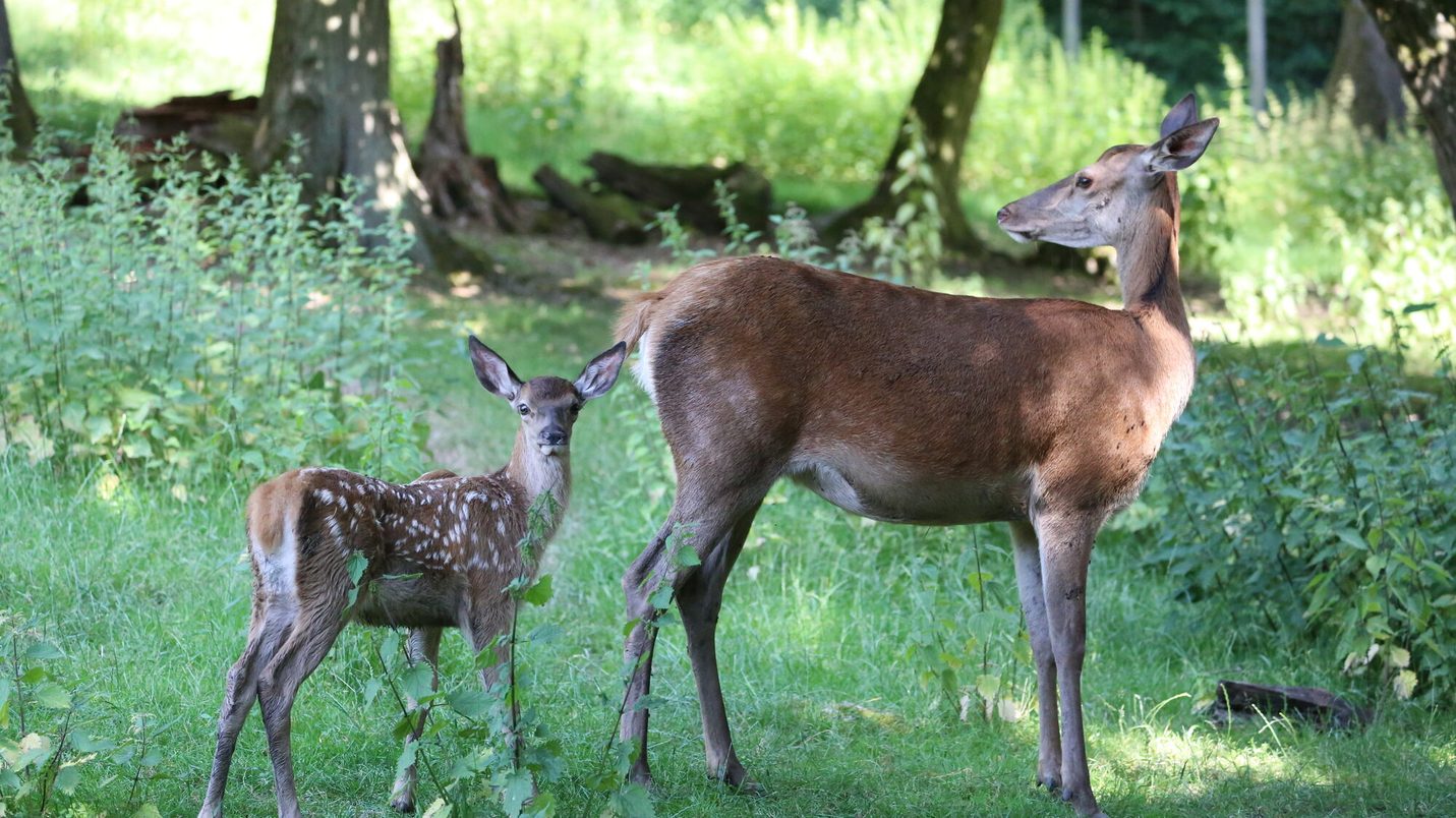 Rothirsch mit Kalb