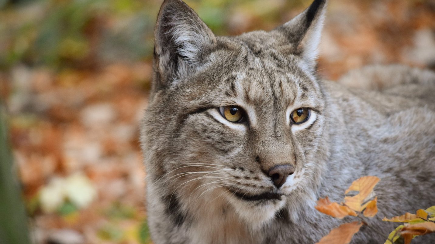 Luchs