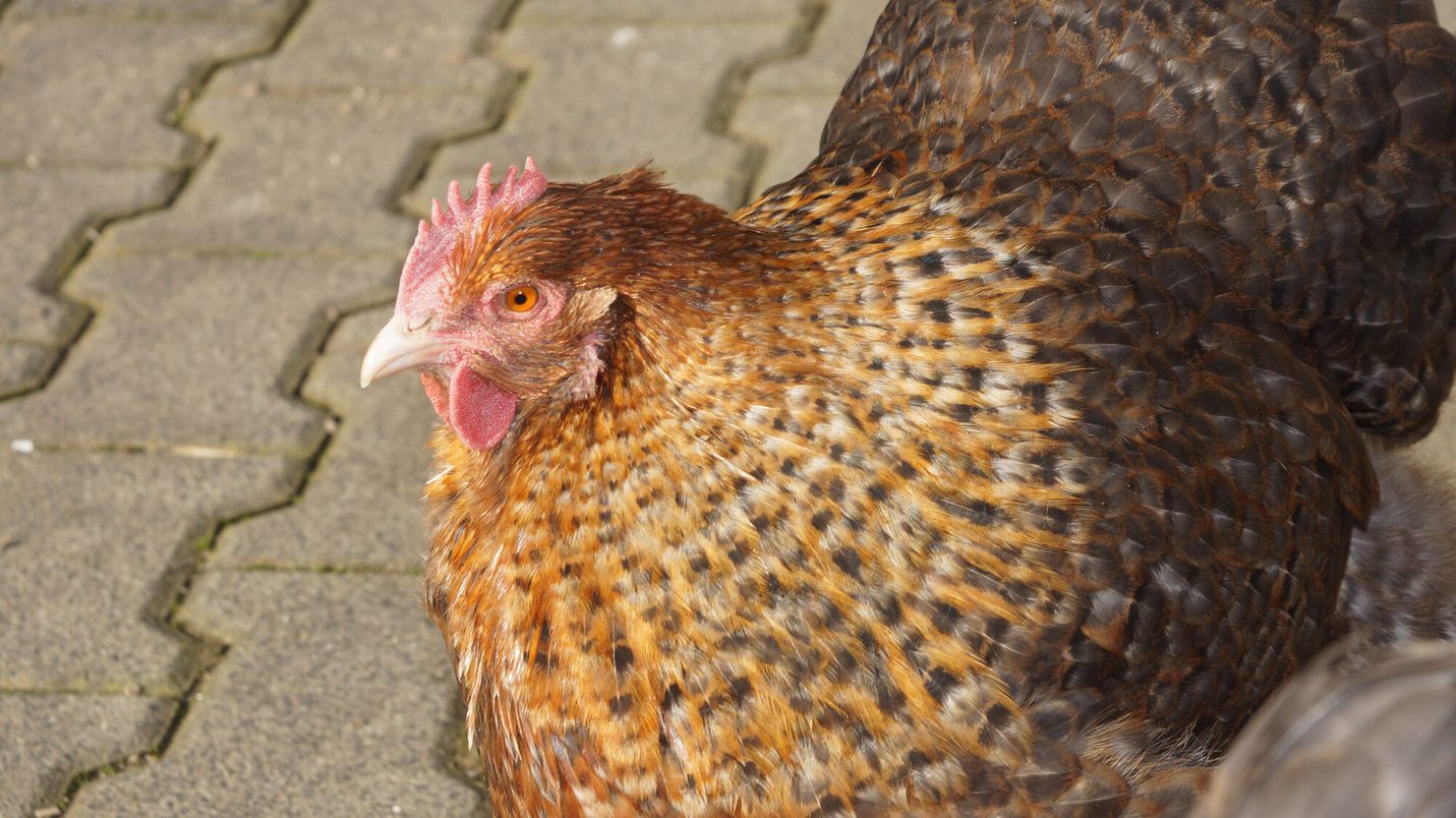 Orpington-Huhn