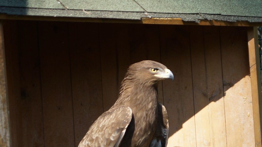 Schreiadler