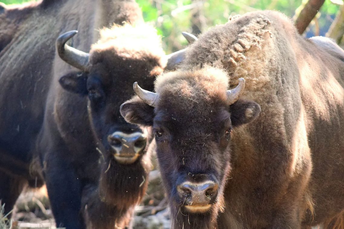 Wisent