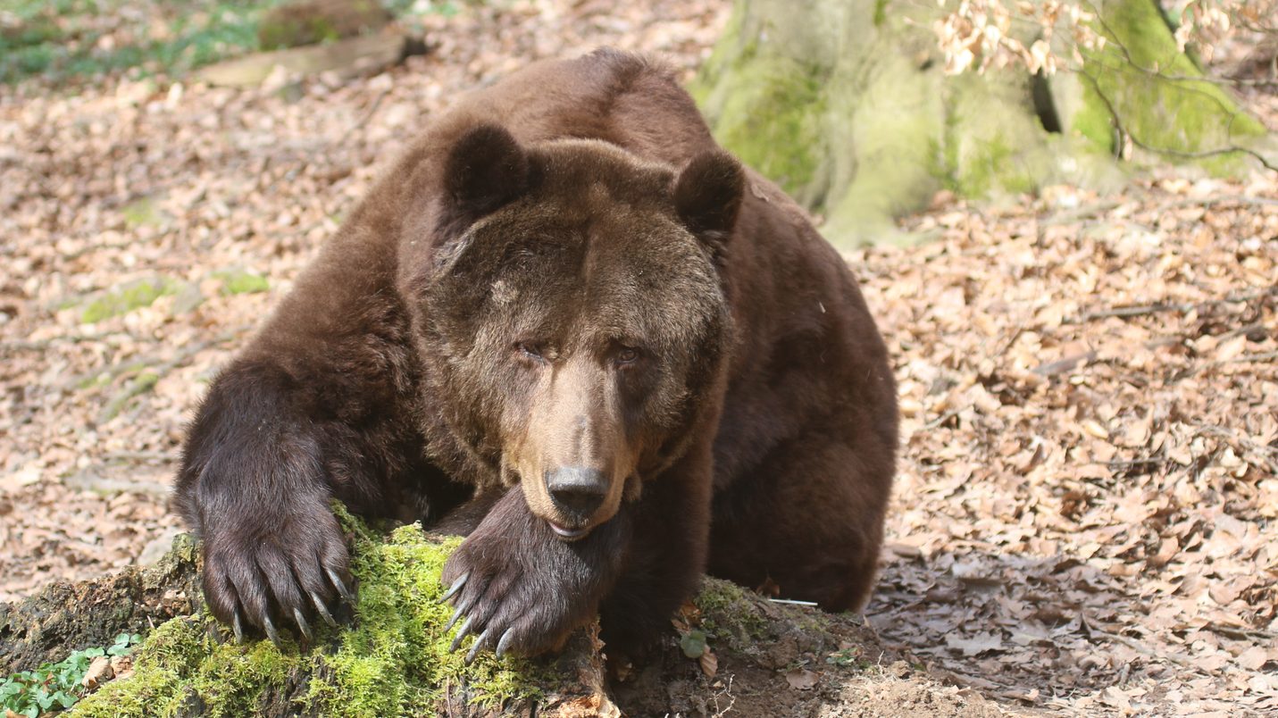 Bär Kuno