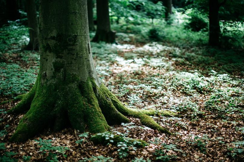 Tumba de urna en el bosque funerario