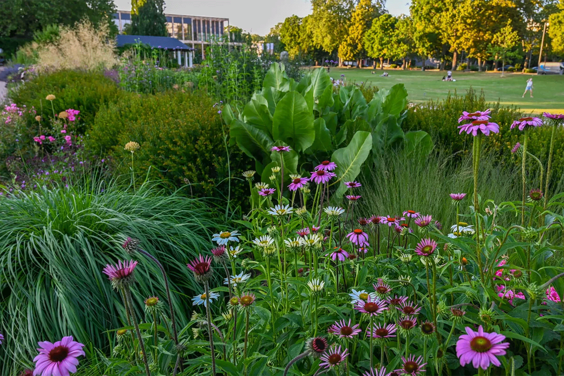 Blumenwiese und Kongressgebäude im Hintergrund