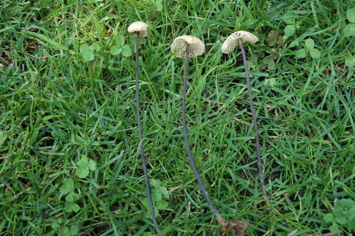Abbildung von drei Fruchtkörpern im Gras liegend