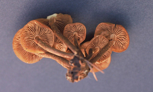 Abbildung der Unterseite von Pilzhüten mit Lamellen