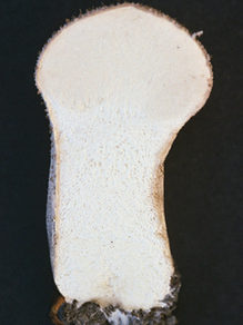 Abbildung Fruchtkörper-Längsschnitt