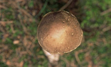 Abbildung Aufsicht auf einen Pilzhut