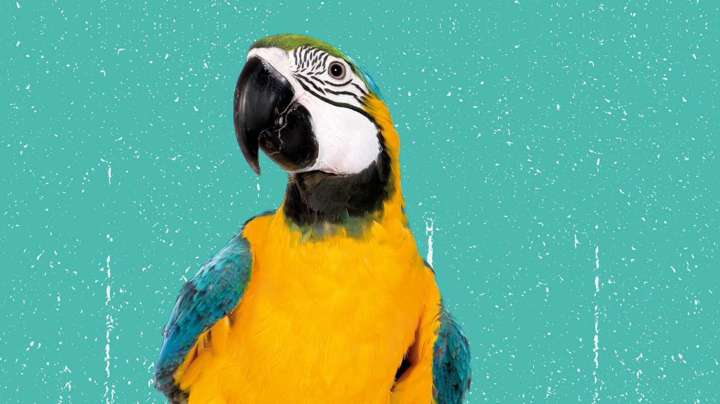 жълт папагал на тюркоазен фон