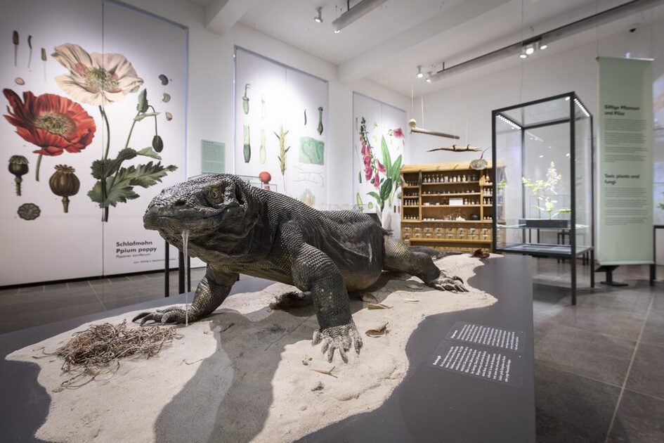 Ausstellungsansicht mit Komodowaran.