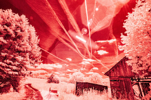Collage - Photography with trees in red