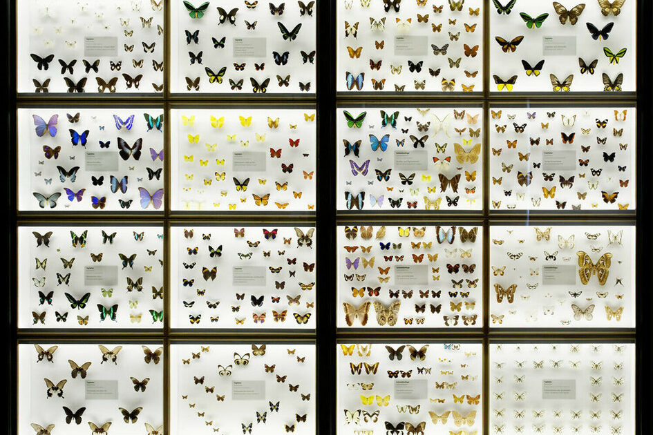 Impaled butterflies in the museum
