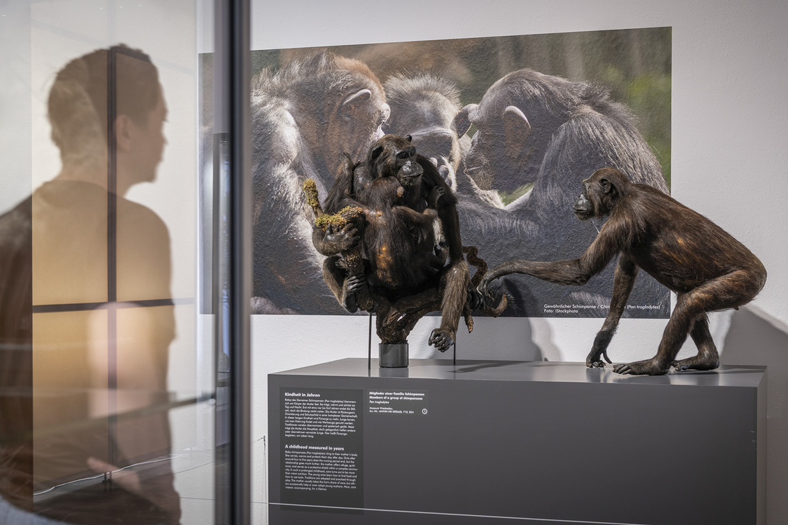 View of the exhibition - model with monkeys