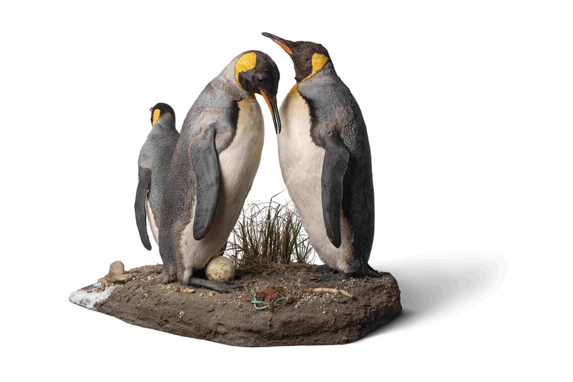 View of the exhibition - model with king penguins.