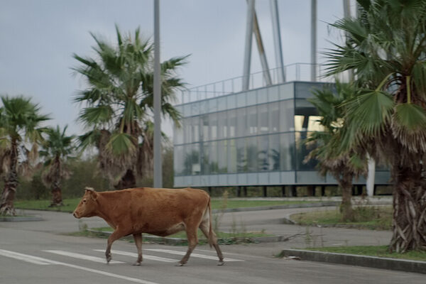 Cow runs across crosswalk