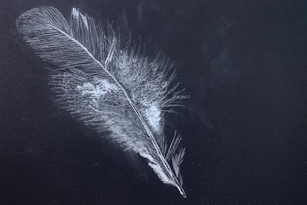 Pluma y tinta, dibujada en blanco sobre cartulina negra