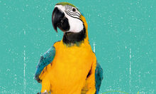 Hot Spot Theaterschule- Gelber Papagei vor grüner Wand