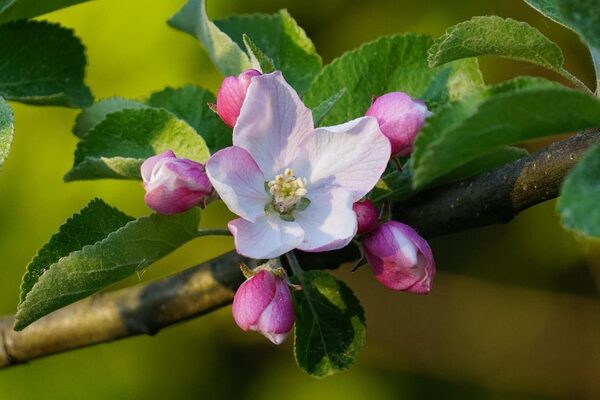 Apfelblüte