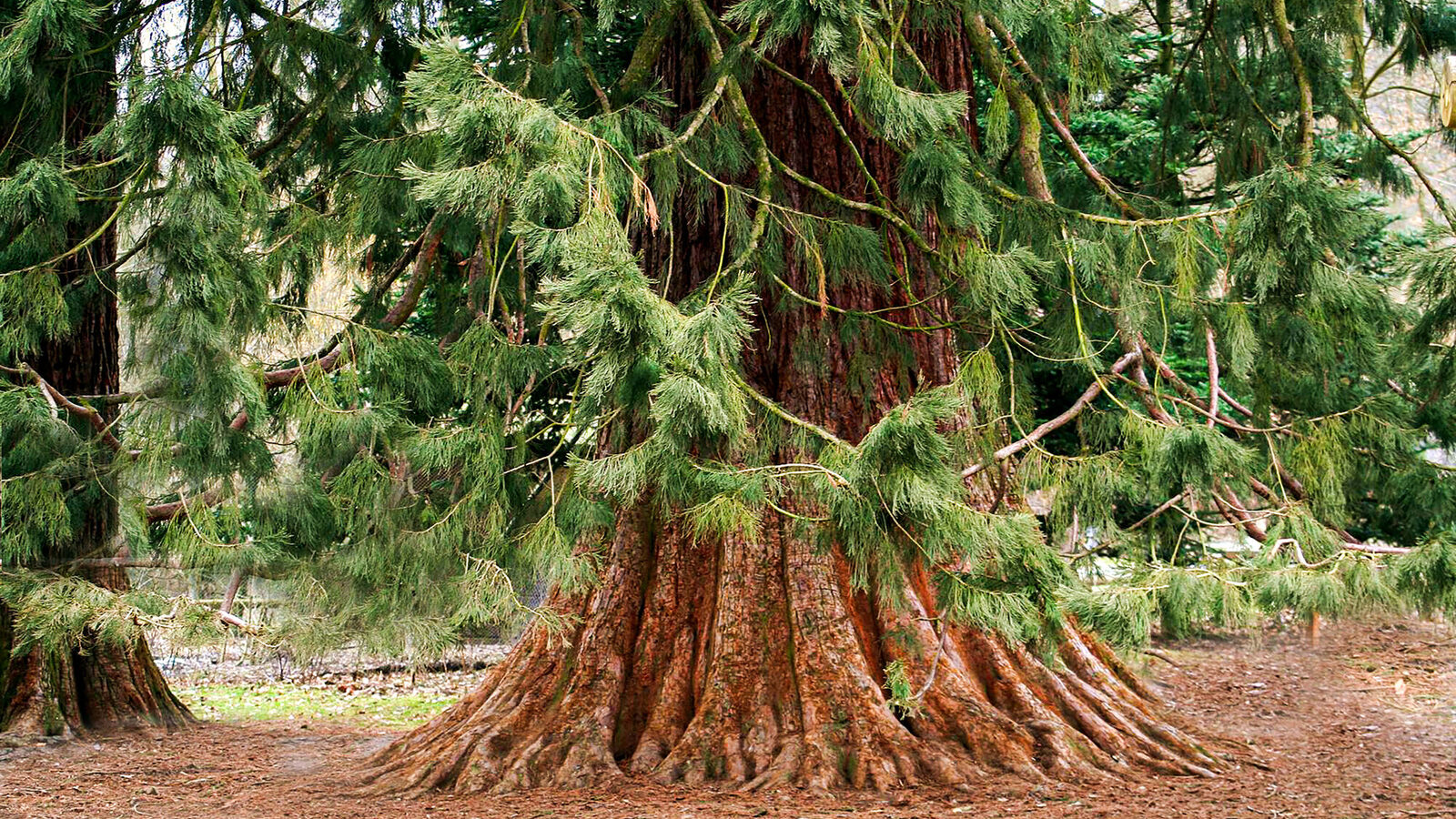 Arboreto