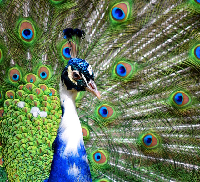 Pavone blu