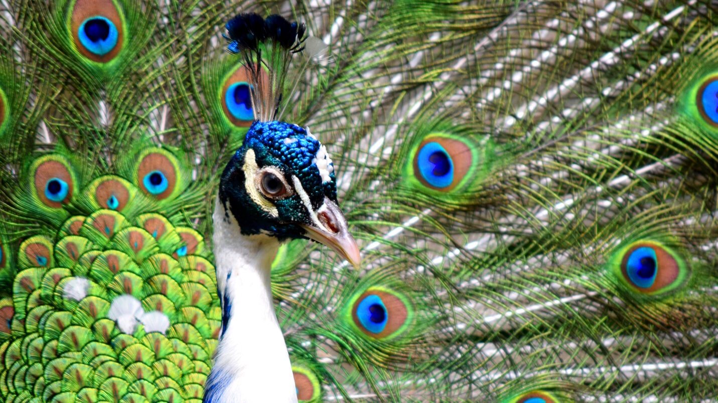 Blue peacock