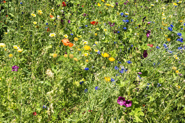 Pradera en flor