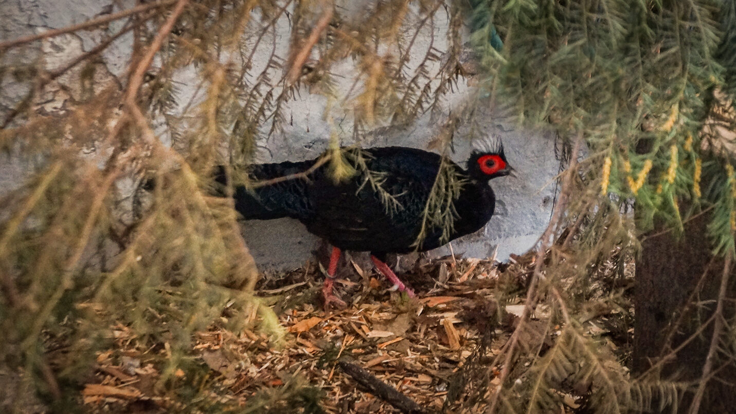 Edwards' pheasant