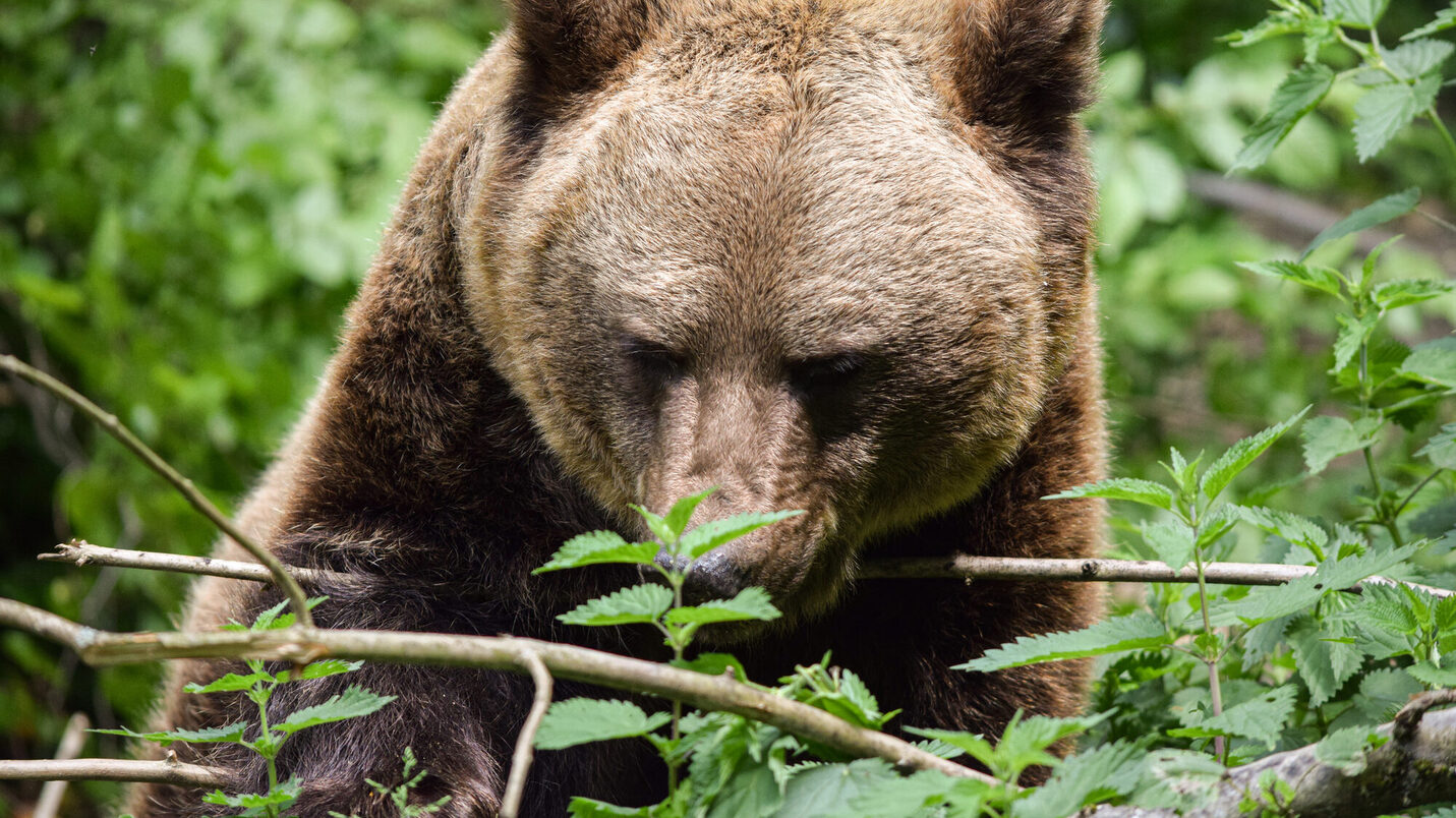 Кафява мечка