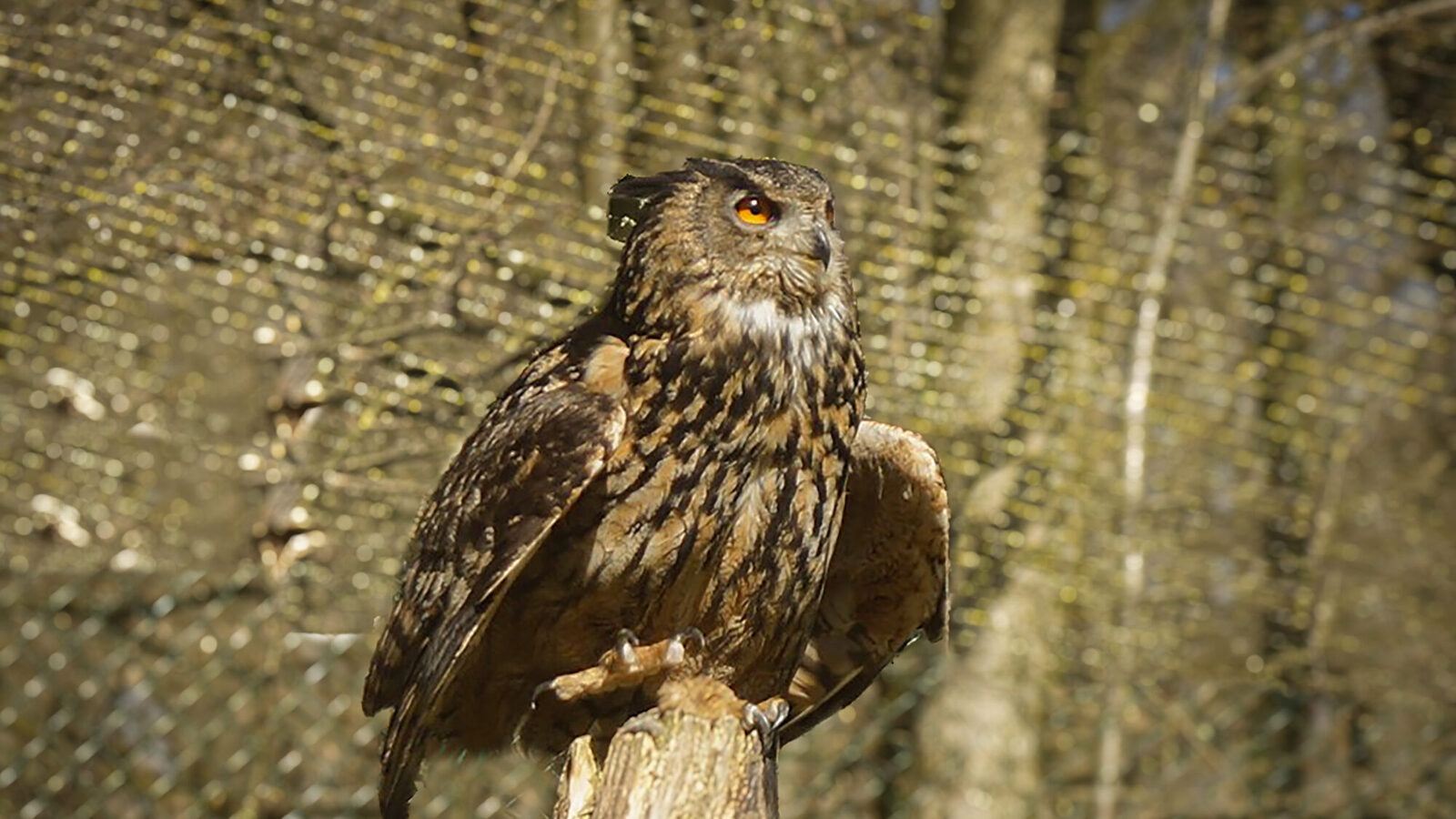 Eagle owl