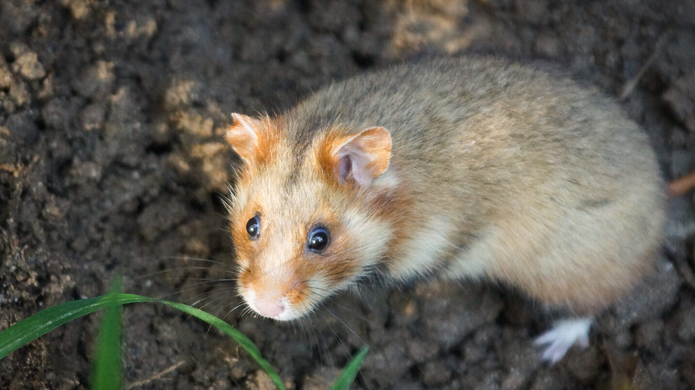 European hamster