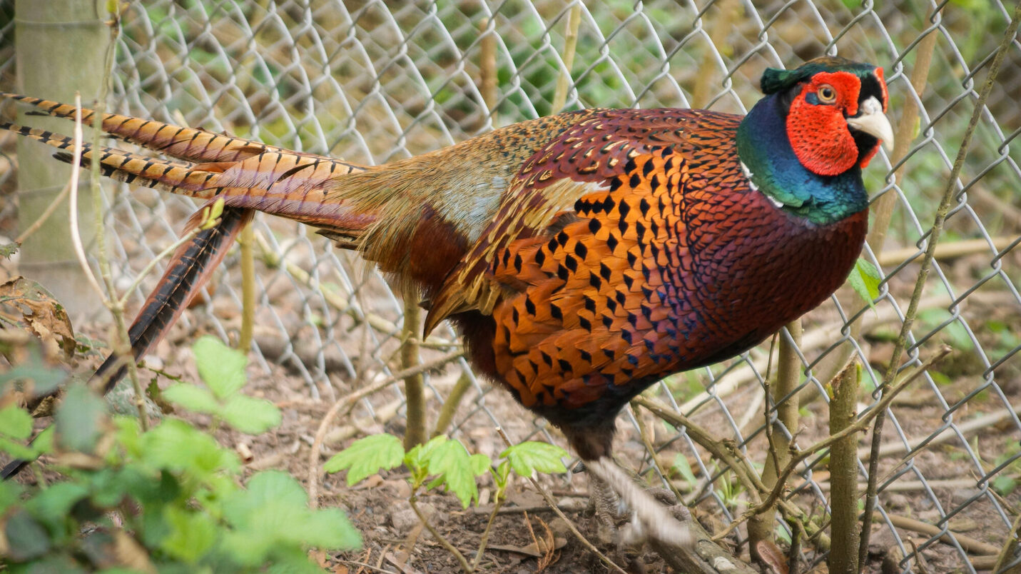 طائر الدراج