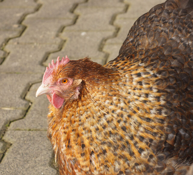 Gallina ortolana