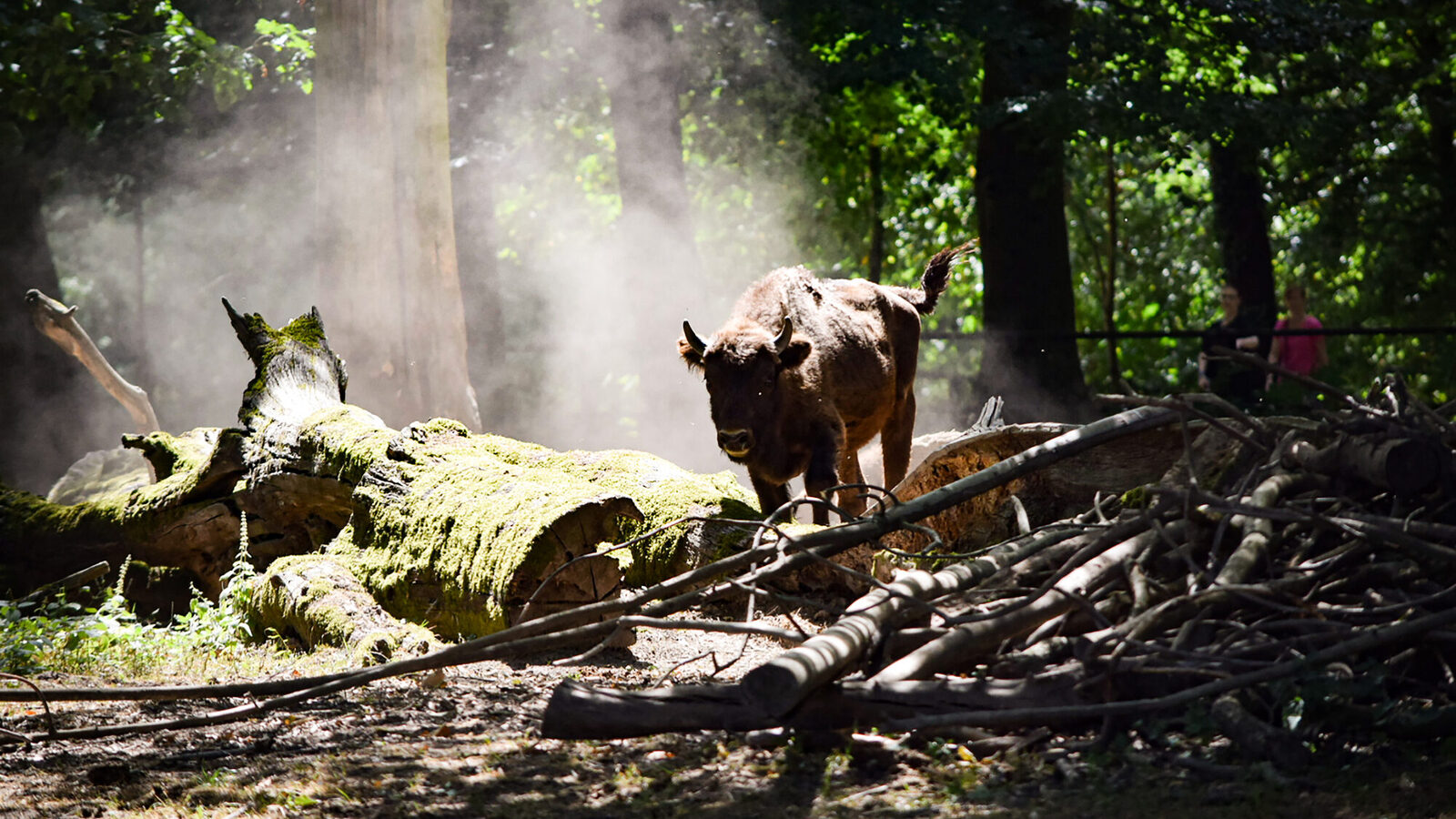 Bisonte europeo