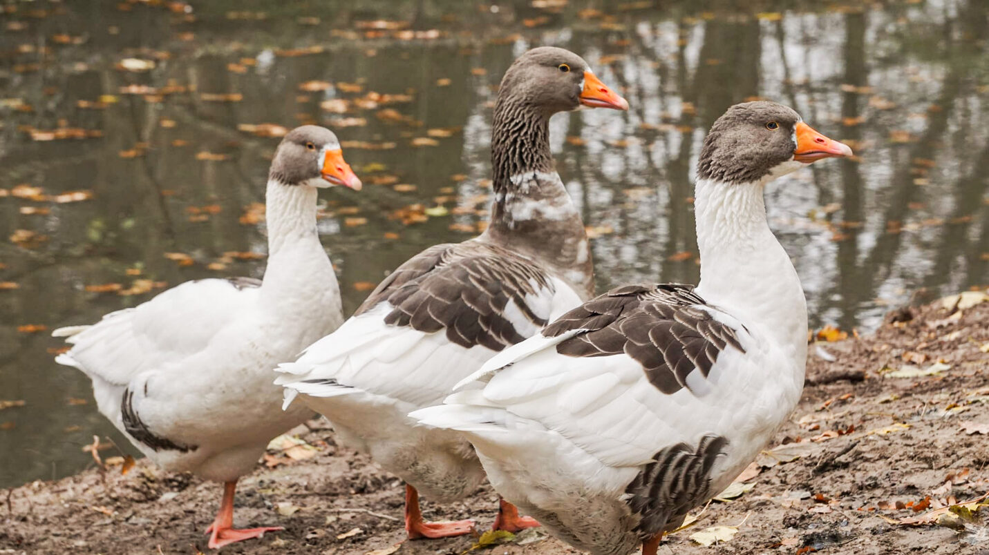Поморська гуска