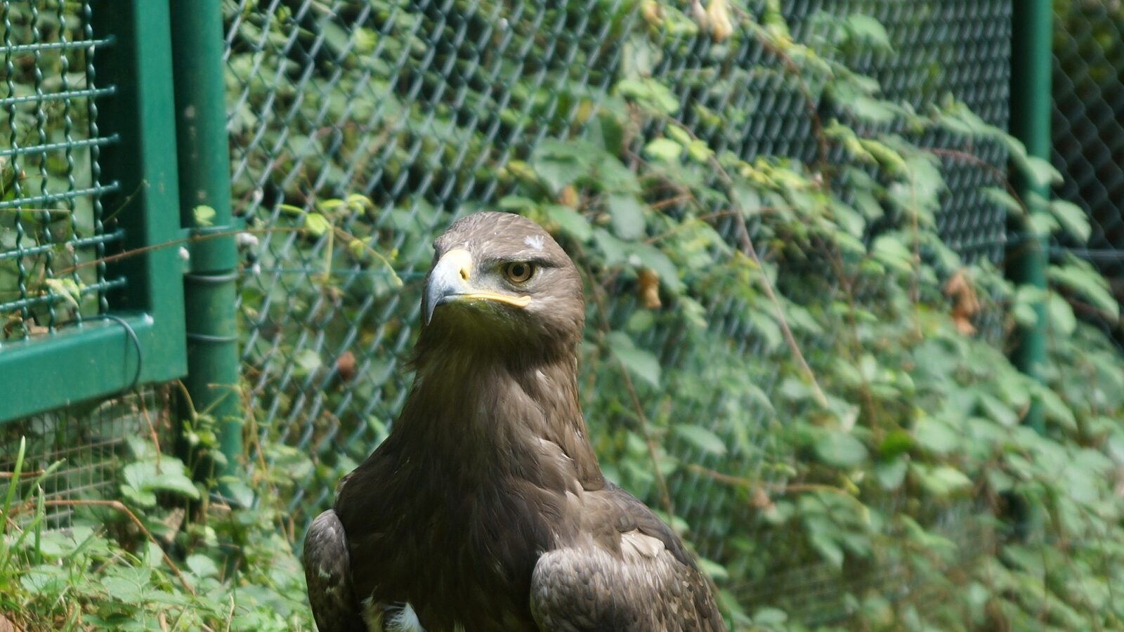 Steppe eagle