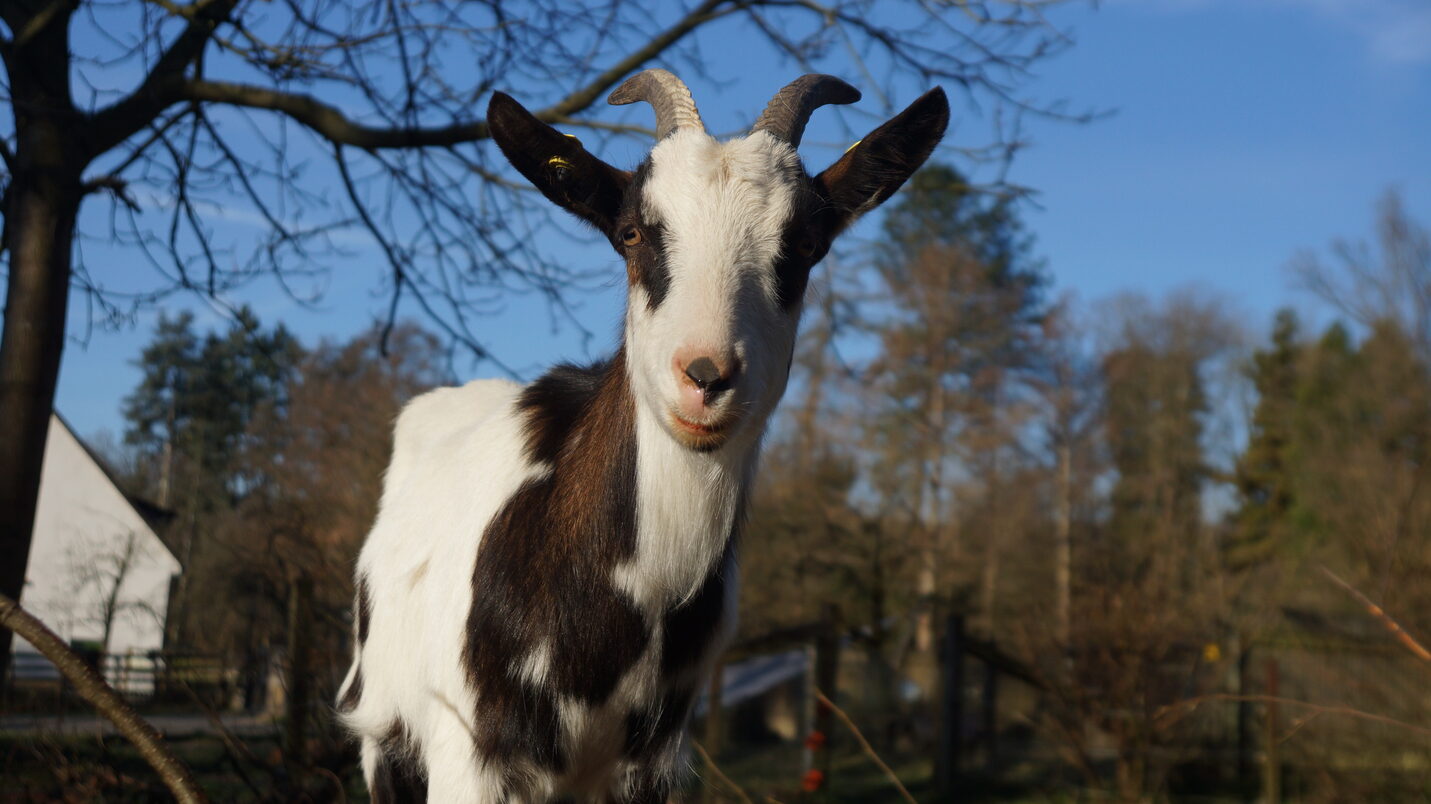 Tauern pinto goat