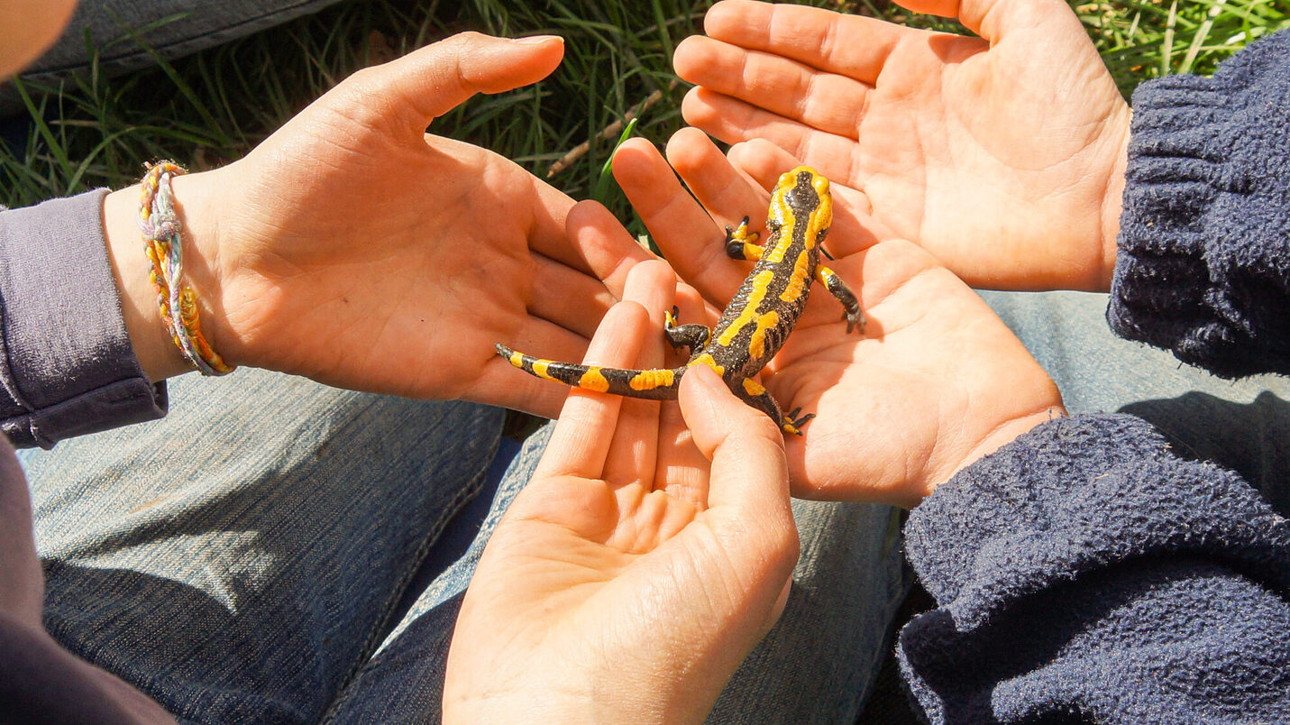 Экологическое образование