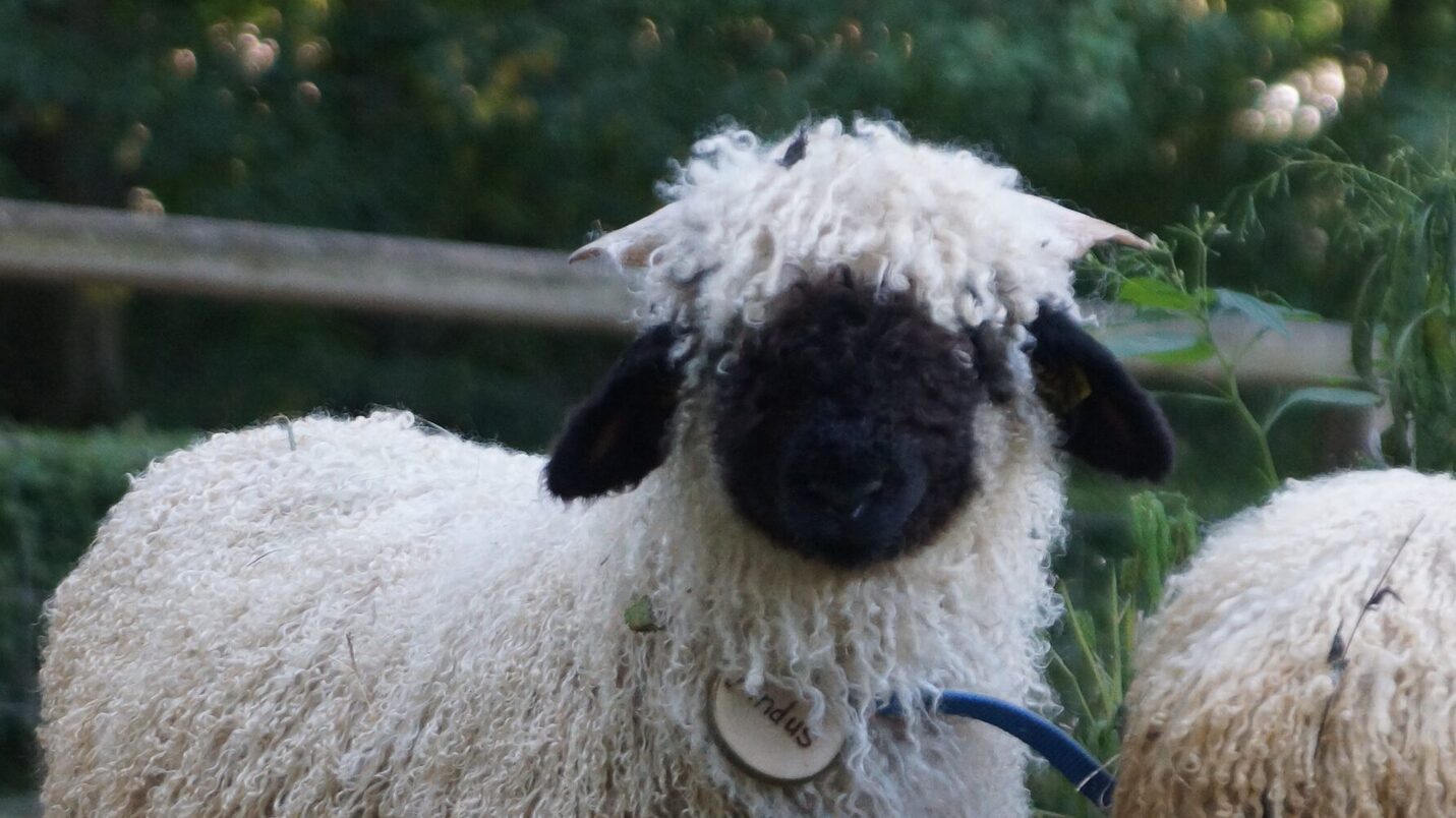 Oaie galeză Blacknose