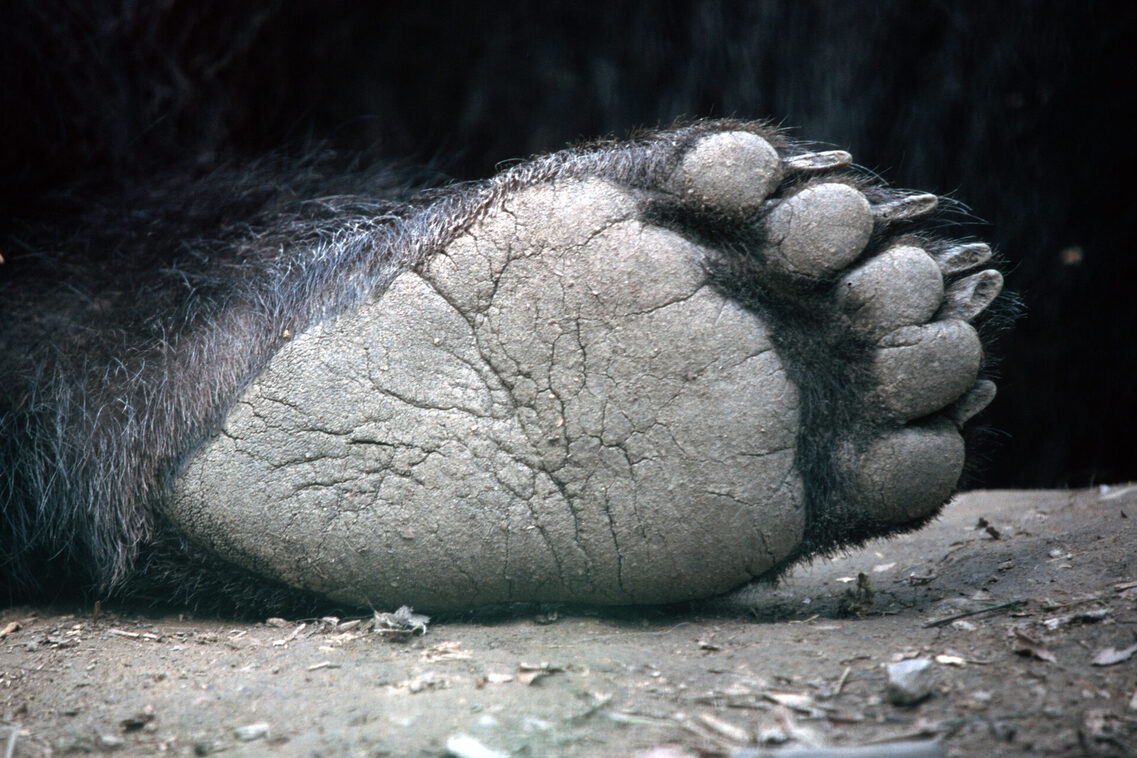 Bären legen die Tatzen hoch