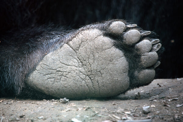 Les ours mettent la main à la pâte